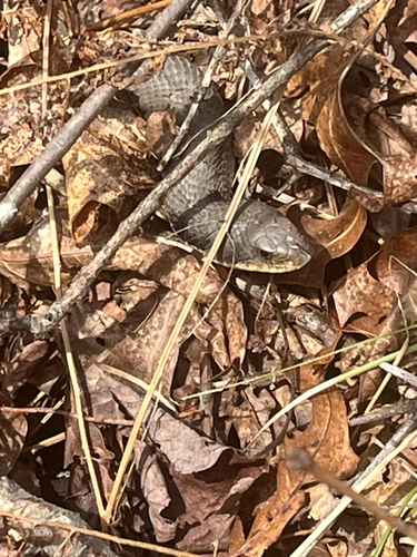 Eastern Hognose Snake