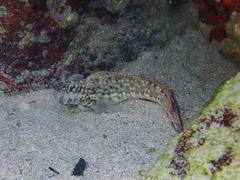 Istiblennius dussumieri