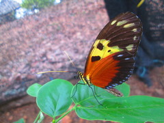 Heliconius hecale melicerta