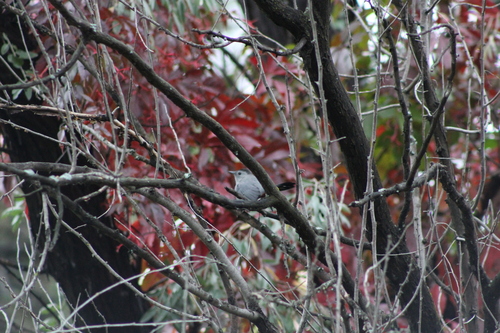 Gray Catbird photographed in North Dakota