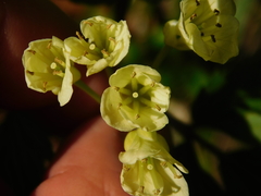 Cardamine enneaphyllos