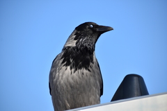 Corvus cornix