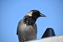 Corvus cornix