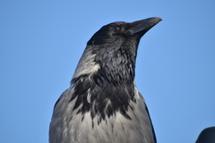 Corvus cornix
