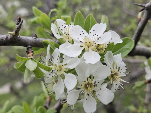 Almond-leaved pear (Pyrus spinosa)