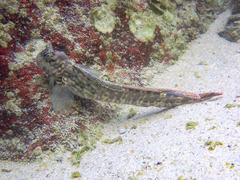 Istiblennius dussumieri