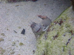 Istiblennius dussumieri