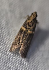 Anabasis ochrodesma