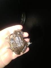 Lithobates areolatus circulosus