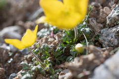 Anemone biflora, photograph (c) Morten Ross, some rights reserved (CC BY)
