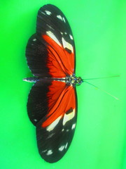 Heliconius hecale melicerta