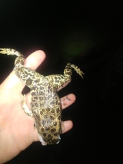 Lithobates areolatus circulosus
