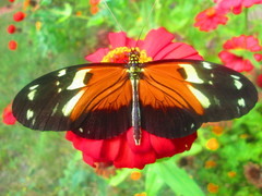 Heliconius hecale melicerta