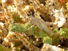 Sigaus campestris