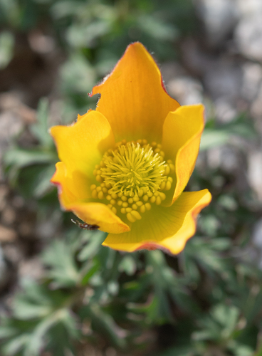 Anemone biflora, photograph 2