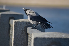 Corvus cornix