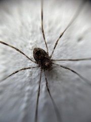 Platybunus pinetorum
