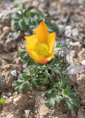 Anemone biflora, photograph (c) Morten Ross, some rights reserved (CC BY)