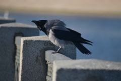 Corvus cornix