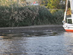 Plegadis falcinellus