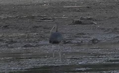 Plegadis falcinellus