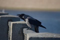 Corvus cornix
