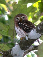 Glaucidium siju