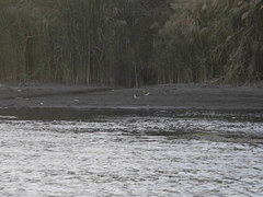 Himantopus himantopus