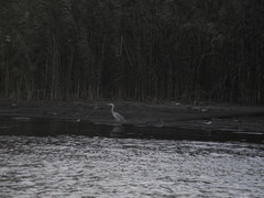 Ardea cinerea
