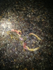 Lithobates areolatus circulosus