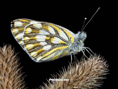 African Meadow White