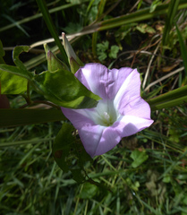 Calystegia sepium roseata
