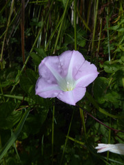 Calystegia sepium roseata