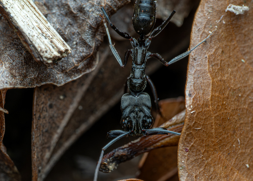 暗腹大齿猛蚁Odontomachus opaciventris