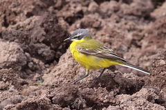 Motacilla flava flava