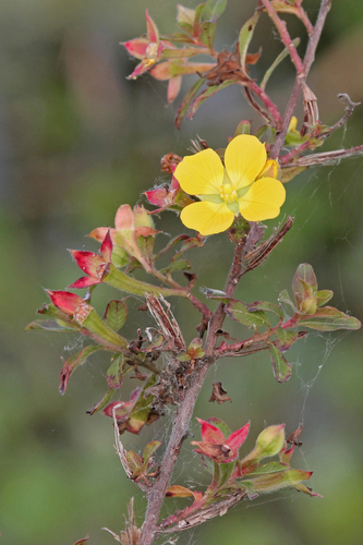 Ludwigia octovalvis