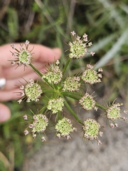 (c) Alessia Guggisberg, some rights reserved (CC BY-SA) Oenanthe silaifolia, photograph (c) Alessia Guggisberg, some rights reserved (CC BY-SA)