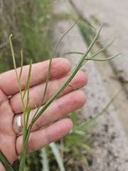 (c) Alessia Guggisberg, some rights reserved (CC BY-SA) Oenanthe silaifolia, photograph (c) Alessia Guggisberg, some rights reserved (CC BY-SA)