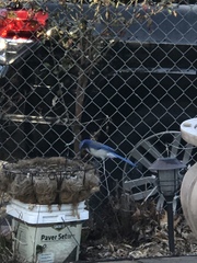 Aphelocoma californica