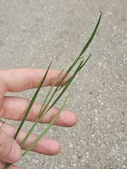 (c) Alessia Guggisberg, some rights reserved (CC BY-SA) Oenanthe silaifolia, photograph (c) Alessia Guggisberg, some rights reserved (CC BY-SA)
