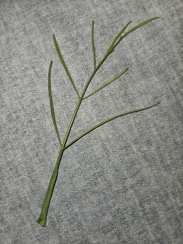 Oenanthe silaifolia, photograph 4