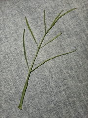(c) Alessia Guggisberg, some rights reserved (CC BY-SA) Oenanthe silaifolia, photograph (c) Alessia Guggisberg, some rights reserved (CC BY-SA)