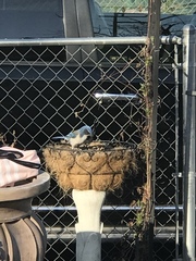 Aphelocoma californica