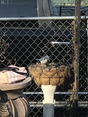 Aphelocoma californica