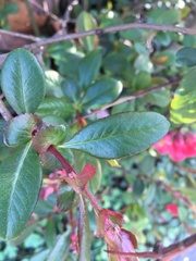 Chaenomeles × superba