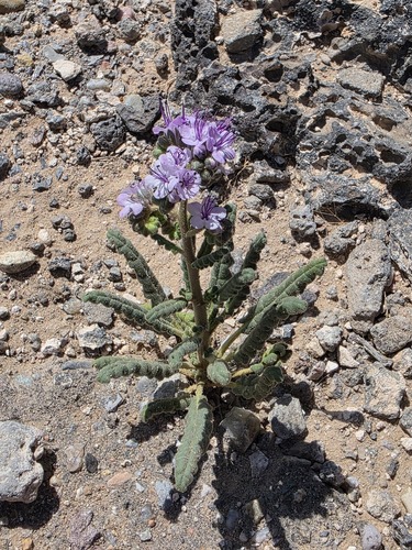 Phacelia integrifolia, photograph 6