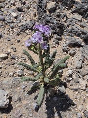 Phacelia integrifolia, photograph author not stated, no rights reserved