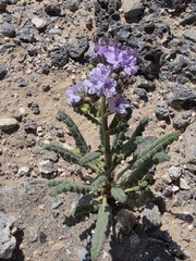 Phacelia integrifolia, photograph author not stated, no rights reserved