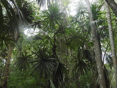 Cryosophila stauracantha