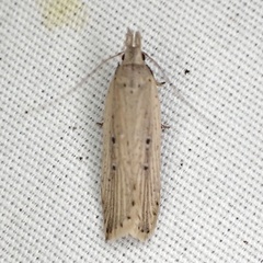 Dichomeris bipunctellus